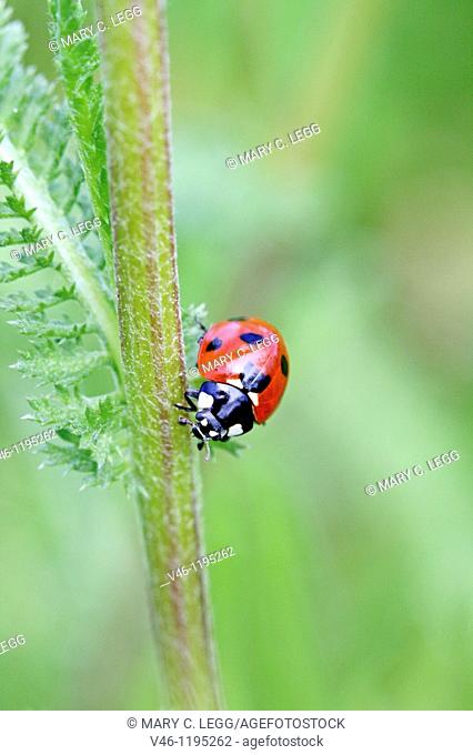 Seven-spotted Ladybird Beetle, Beetle on stem of an umbellifer  Seven-spot ladybird, coccinella septempunctata head on shot