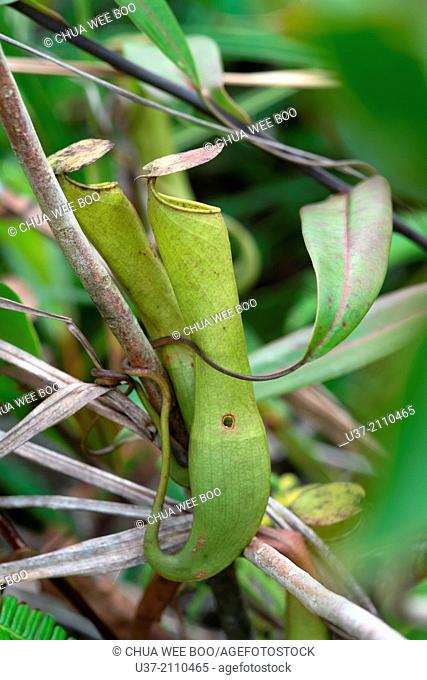 Nepenthes-Pitcher plants. Image taken at Kampung Pandan, Lundu, Sarawak, Malaysia