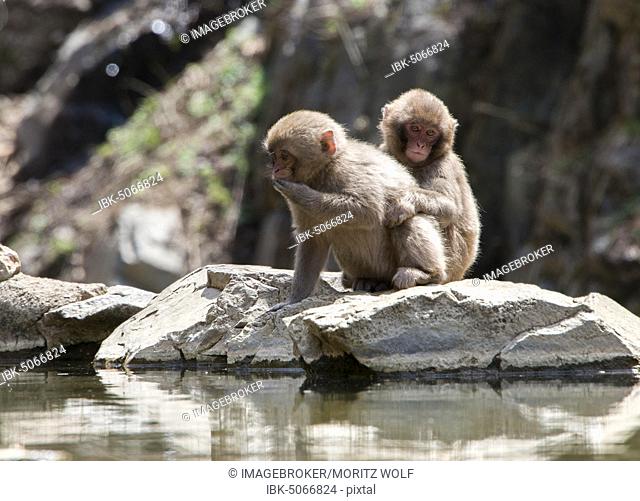 Japanese macaque (Macaca fuscata), two kittens sitting by the water, Yamanouchi, Nagano Prefecture, Honshu Island, Japan, Asia