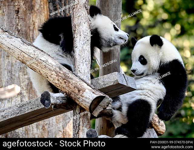 17 August 2020, Berlin: The panda twins Pit and Paule play in their enclosure at the Berlin Zoo. They turn one year old. They are the first pandas to be born in...