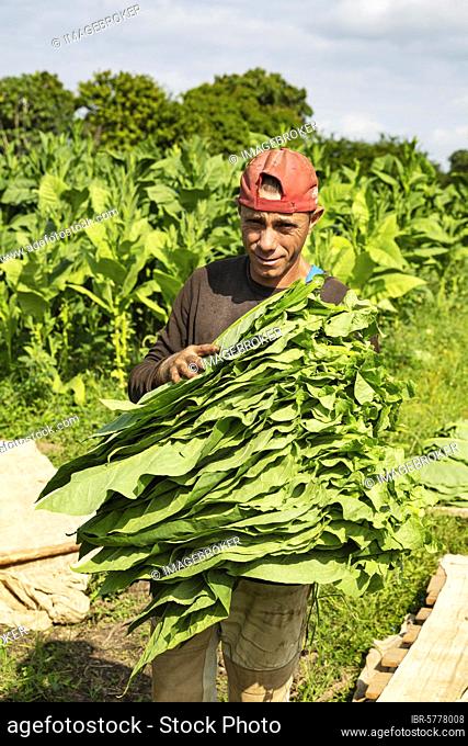 Cultivated tobacco (Nicotiana tabacum), worker harvests tobacco leaves, Alejandro Robaina tobacco plantation, Pinar del Río province, Cuba, Central America