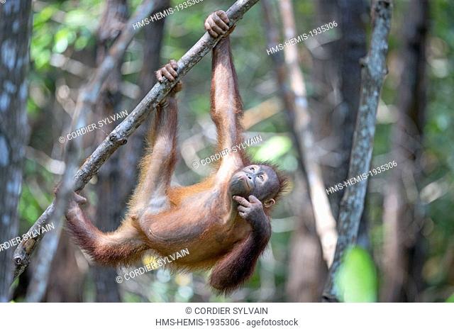 Malaysia, Sabah state, Sandakan, Sepilok Orang Utan Rehabilitation Center, Northeast Bornean orangutan (Pongo pygmaeus morio), young
