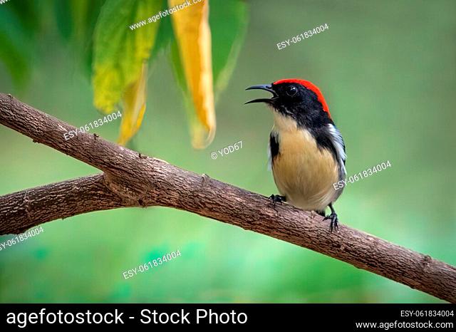 Image of Scarlet-backed Flowerpecker Bird on nature background. Animals
