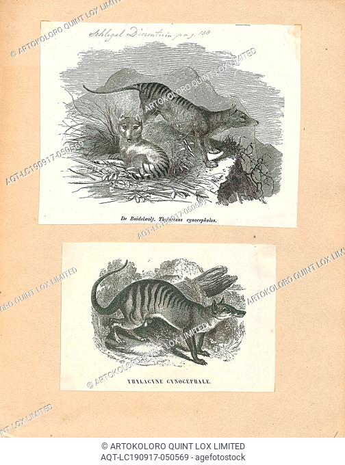 Thylacinus cynocephalus, Print, The thylacine (Thylacinus cynocephalus), now extinct, is one of the largest known carnivorous marsupials