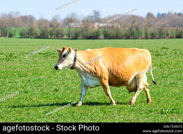 Jersey cow on a green field in the spring