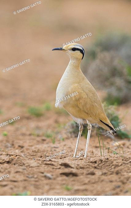 Cream-colored Courser (Cursorius cursor), side view of an adult standing on the ground in its typical habitat in Morocco