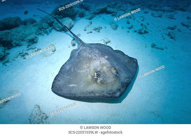 Southern Stingray Dasyatis americana, large stingray on sandy seabed, Cayman Brac, Cayman Islands, Caribbean