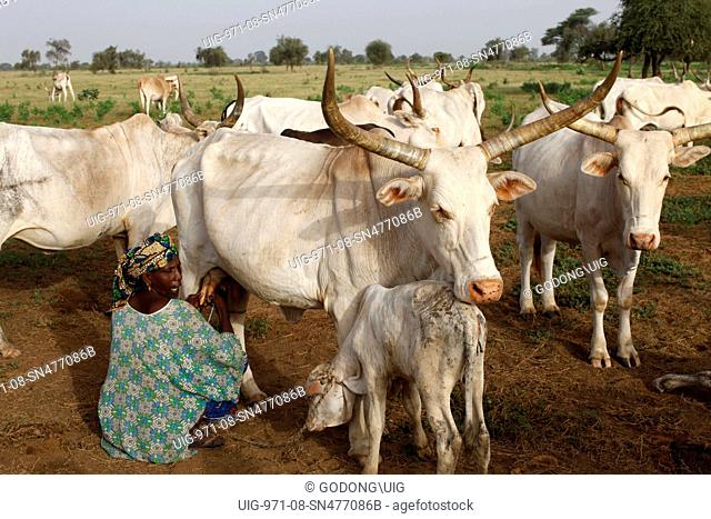 Peul farmer milking a cow. The milk is bought and transformed by La Laiterie du Berger social business, Senegal