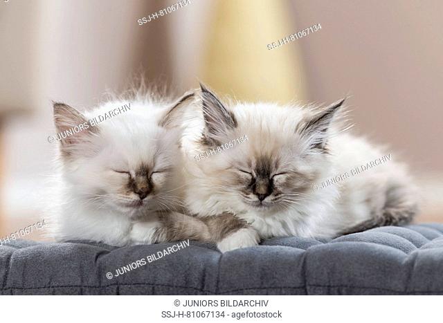 Sacred cat of Burma. Two kittens sleeping on a cushion. Germany