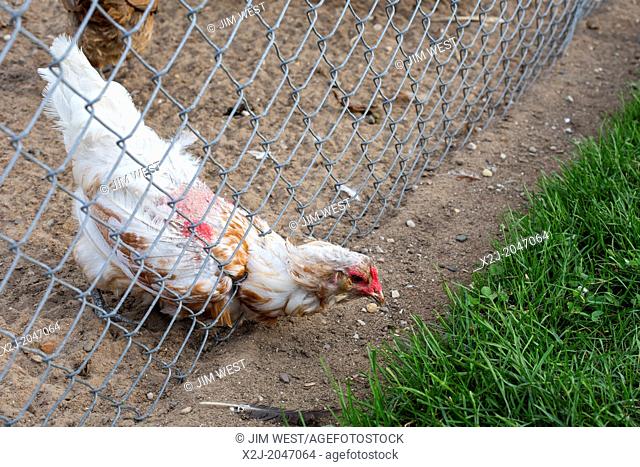 Frankenmuth, Michigan - A chicken stretches through a fence at Grandpa Tiny's farm, a working historical farm and tourist attraction