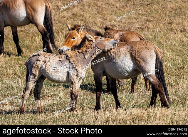Asia, Mongolia, Hustai National Park, . Przewalski's horse or Mongolian wild horse or Dzungarian horse ( Equus przewalskii or Equus ferus przewalskii)