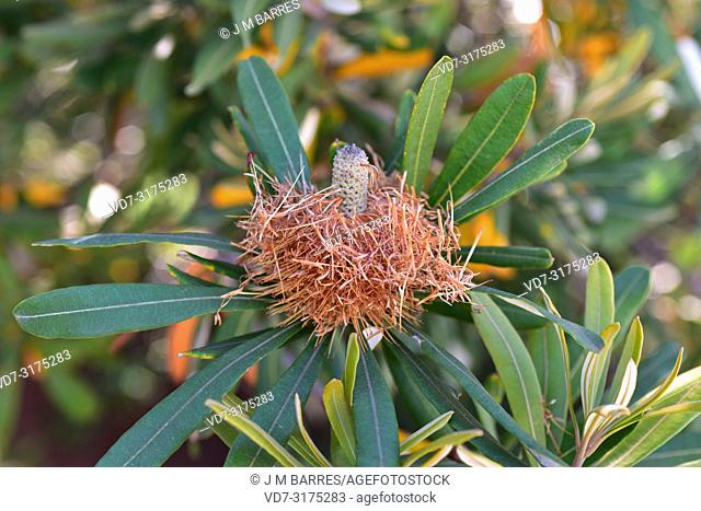 Coast banksia (Banksia integrifolia) is an evergreen shrub or small tree native to eastern Australia coasts. Inflorescence detail