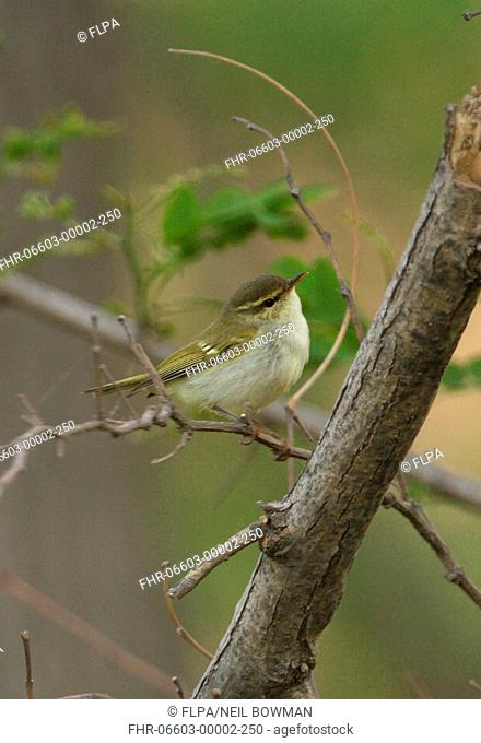 Two-barred Greenish Warbler Phylloscopus plumbeitarsus adult, perched on twig, Hebei, China, may
