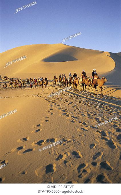 Asia, Camel, Camels, China, Desert, Dune, Dunes, Dunhuang, Gansu, Holiday, Landmark, Mingshan, Mount, Province, Riding, Sand, Si