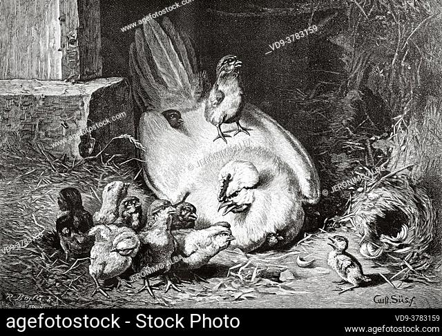 Hen with her chicks and a baby duck. Old 19th century engraved illustration, El Mundo Ilustrado 1881