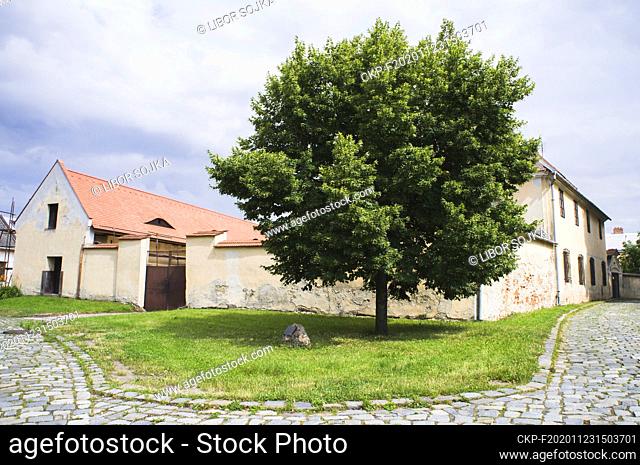 The Small-leaved Lime, Tilia cordata, tree of the millennium, was planted on September 30, 2000, near the St. Wenceslas Church in Hulin, Zlin Region