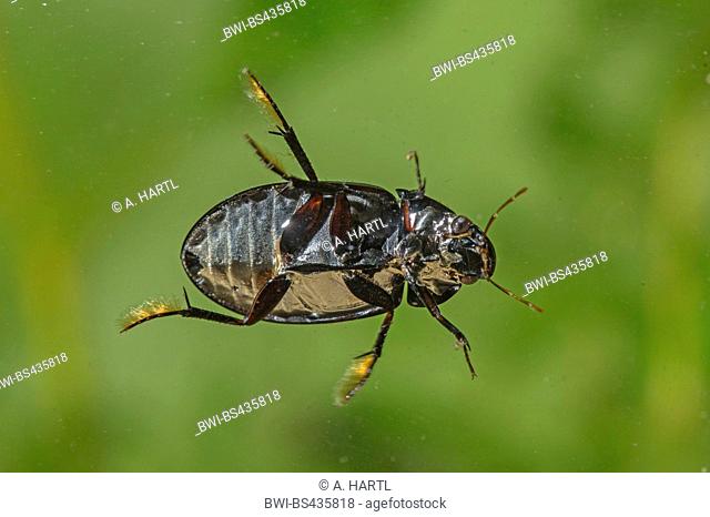 lesser black water beetle, lesser silver water beetle, lesser silver beetle (Hydrochara caraboides), swimming, underside, Germany