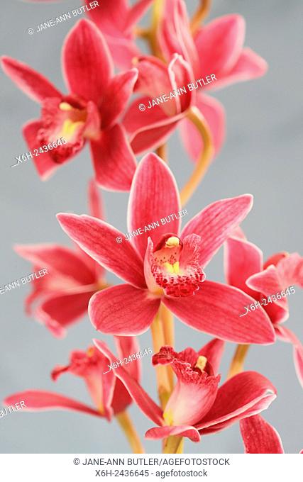pink cymbidium orchid highly decorative flower spikes - joyful energy