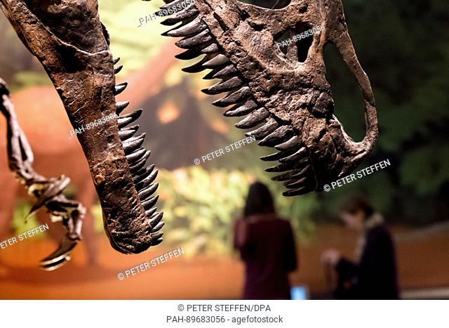 The head of the dinosaur ""Allosaurus"" can be seen as part of the exhibition ""Jurassic Harz. Dinosaurs from Oker to Wyoming"" in the exhibition halls of the...