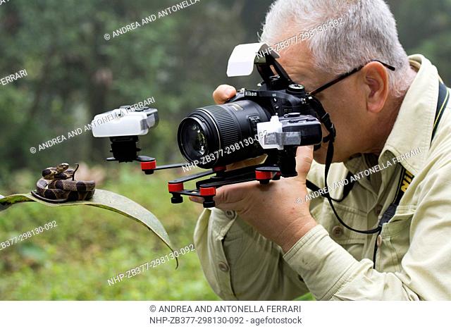 Wildlife photographer Andrea Ferrari shooting a rare Andean Snail-Eater Dipsas andiana, Andean cloud forest, Mashpi Lodge and Private Nature Reserve, Chocò