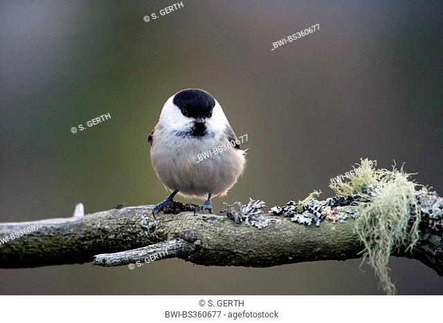 willow tit (Poecile montana, Parus montanus), sitting on a twig coverd with lichens, Norway, Trondheim