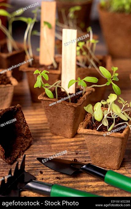 Vegetable and herbs seedlings growing in a biodegradable pots on wooden table close up. Indoor gardening with small garden tools