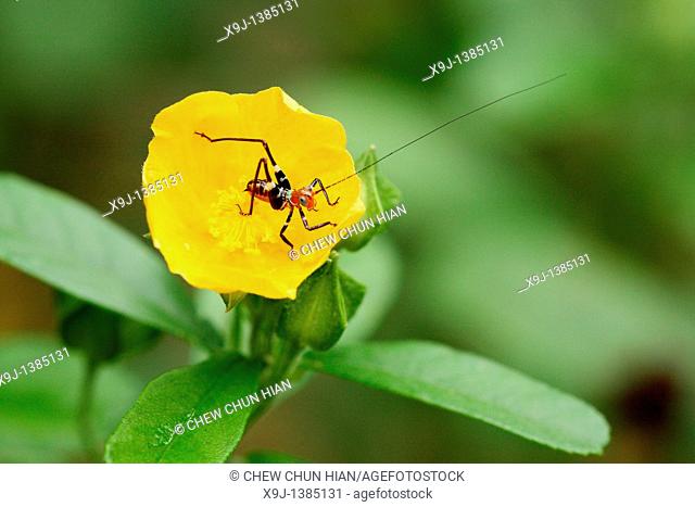 Small Orange, Black & White Grasshopper Possibly Lipotactes Malaysia, Borneo