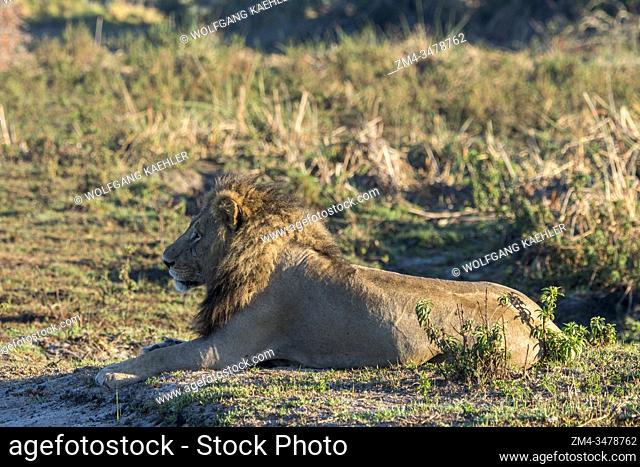 Early morning light on a male lion (Panthera leo) laying in the grass of the Jao concession, Wildlife, Okavango Delta in Botswana