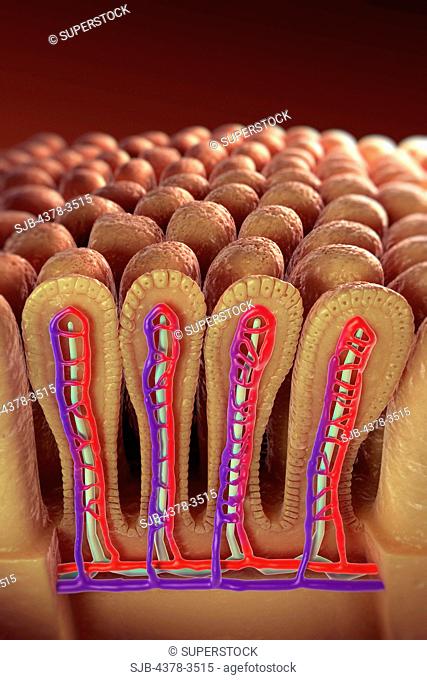 Sectional view of intestinal villi revealing the network of blood vessels involved in the transport of absorbed nutrients to the rest of the body