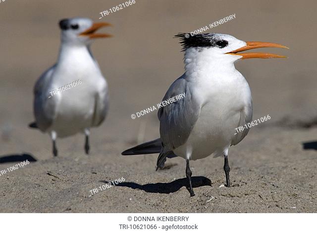 Elegant Terns Thalasseus elegans East Beach Santa Barbara California USA