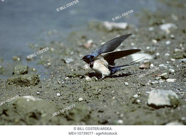 Swallow - Collecting Mud for Nest (Hirundo rustica)