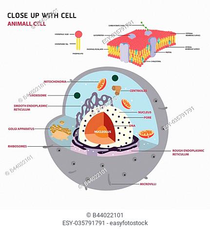 Animal Cell Drawing - How To Draw An Animal Cell Step By Step-saigonsouth.com.vn