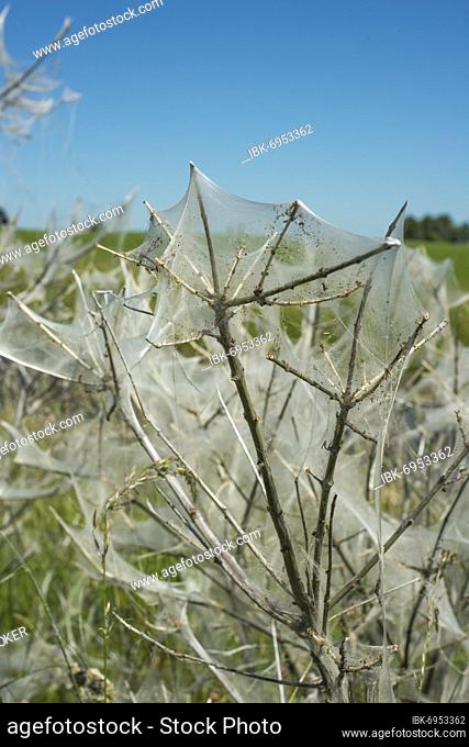 Insect damage by Ermine butterfly (Yponomeutidae) in Ystad, Scania, Sweden, Scandinavia, Europe