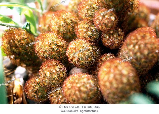 Golden Star cactus (Mammillaria elongata)