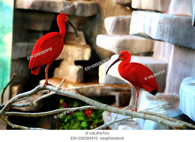 Two red ibis in the zoo are on a branch on one leg