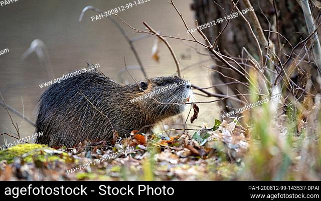 04 February 2020, Brandenburg, Stradow: A nutria while eating late at night. Originally coming from South America, the species was bred in farms for its fur