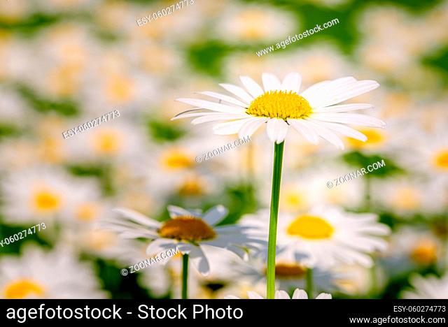 Single, one Daisy, Chamomille in garden, macro close up, natural light on a sunny day