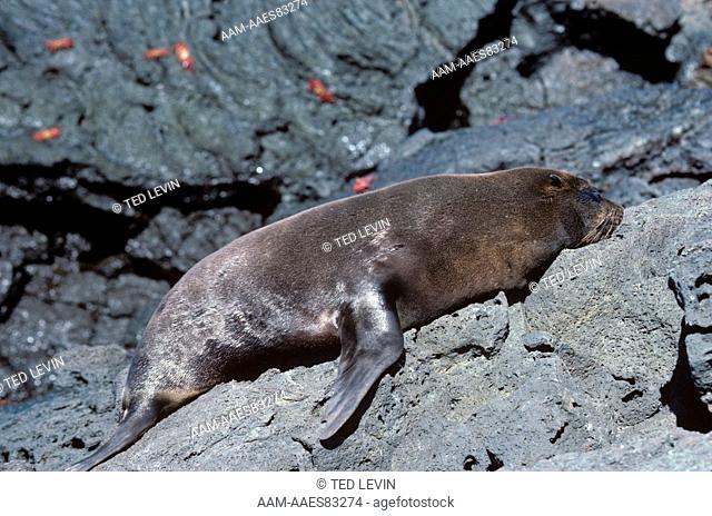 South American Fur Seal (Arctocephalus australis) shows Salt Discharge around Eyes, Santiago Island, Galapagos