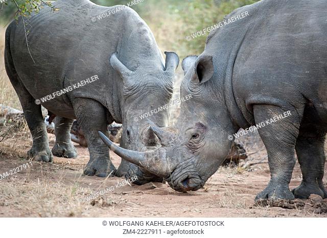 White rhinoceros or square-lipped rhinoceros (Ceratotherium simum) sparing in the Sabi Sands Game Reserve adjacent to the Kruger National Park in South Africa...