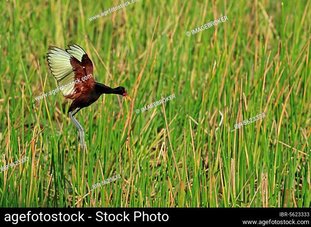Red-fronted Jacana, wattled jacana (Jacana jacana), Red-fronted Jacana, Red-fronted Jacana, Animals, Birds, Wattled Jacana adult, in flight over wetland, Trini