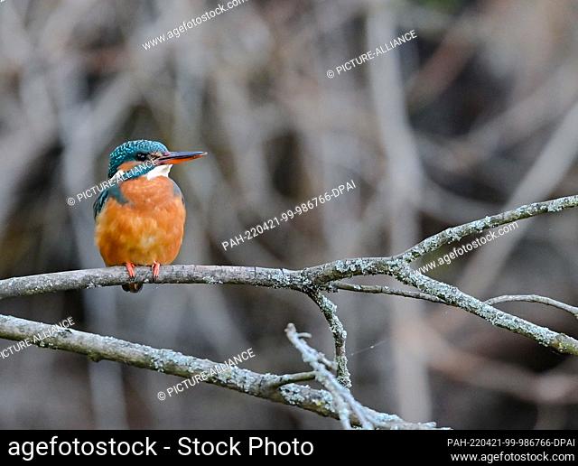 18 April 2022, Brandenburg, Kersdorf: A kingfisher (Alcedo atthis) sits on a branch above the river Spree. The kingfisher's hunting method is thrust diving