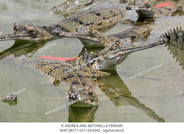 Gharial Gavialis gangeticus at the gharial hatching center, Chambal river, National Chambal Gharial Wildlife Sanctuary, Dholpur, India