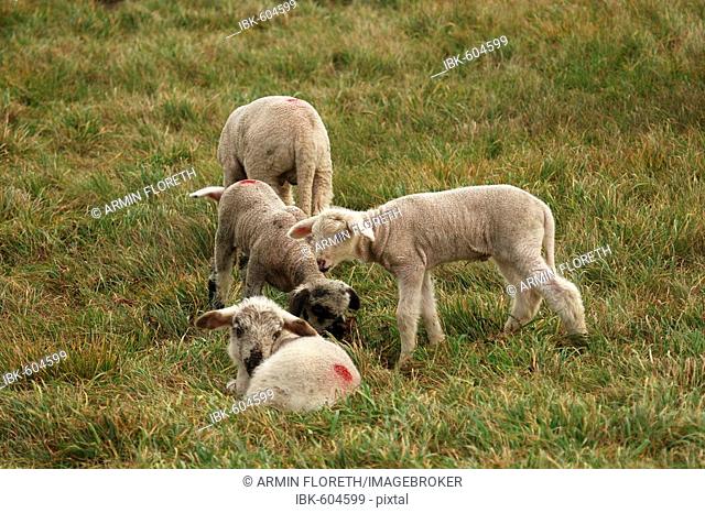 Sheep cross breeding of a black head and a Merino
