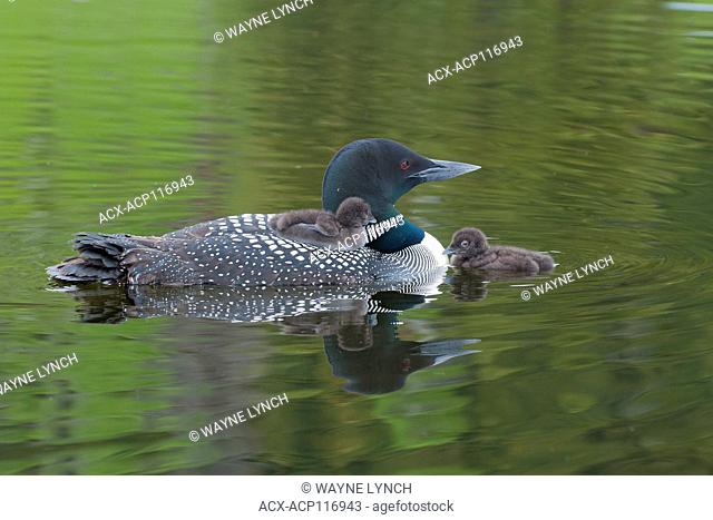 Adult common loon (Gavia immer) and chick(s), central Alberta, Canada