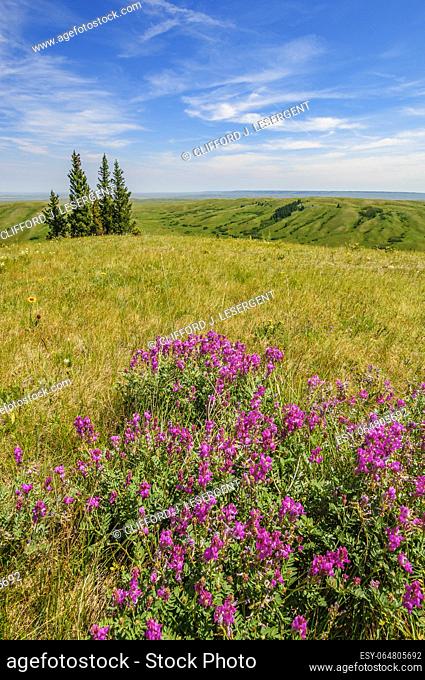 Wildflowers at the edge of a grassy meadow overlooking the Canadian prairies at Cypress Hills Provincial Park