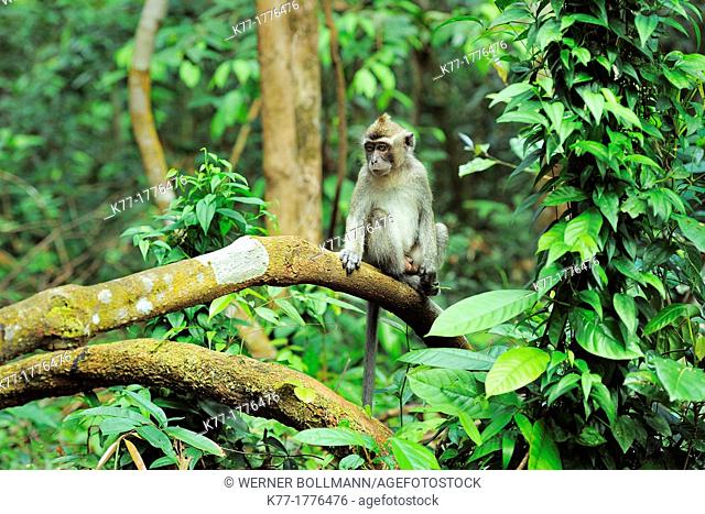 Long-tailed Macaque Macaca fascicularis, Tanjung Puting National Park, Province Kalimantan, Borneo, Indonesia