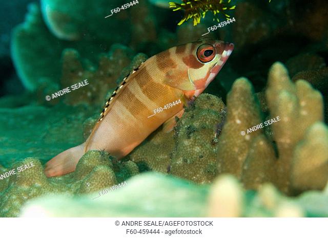 Blacktip grouper, Epinephelus fasciatus, Dumaguete, Negros, Philippines