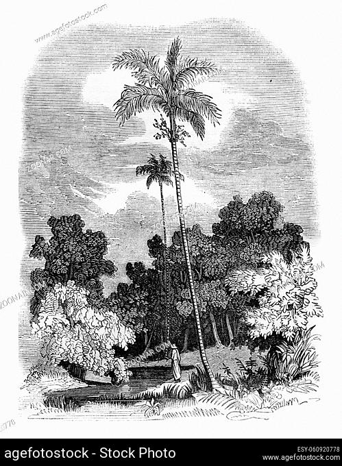 Areca palm, Areca catechu, vintage engraved illustration. Magasin Pittoresque 1836