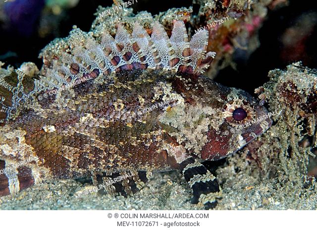 False Scorpionfish with erect fins Bianca dive site, Lembeh Straits, Sulawesi, Indonesia. False Scorpionfish