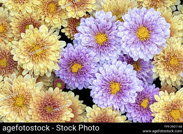 Dense cluster of chrysanthemums - Asheville, North Carolina, USA